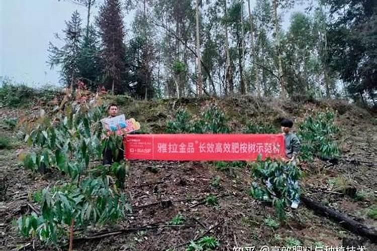 桉树用什么肥料最合适