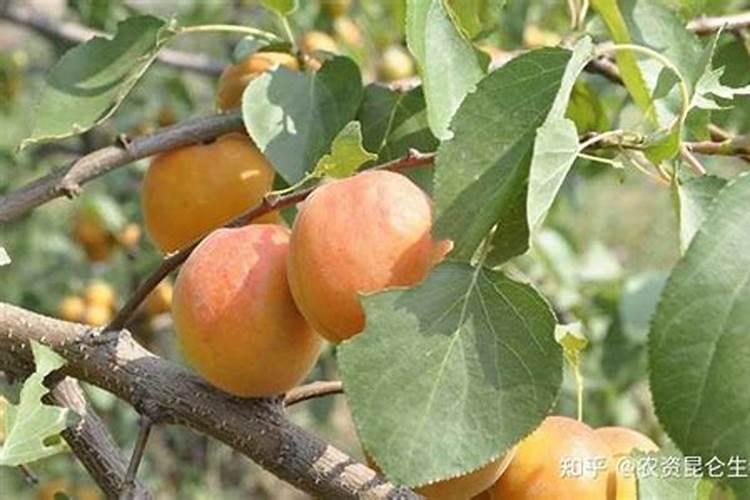 杏树各个时期的施肥管理 杏树应该怎么施肥