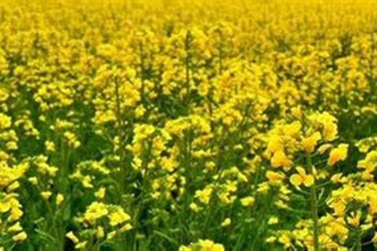 油菜喷施硼肥最佳时期