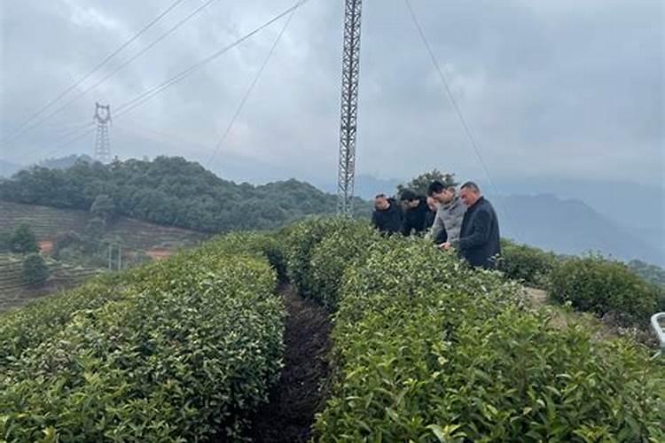 茶叶什么时候施肥比较合适