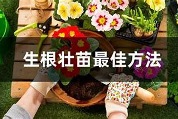 √生根壮苗微生物有机肥裁红薯苗怎么用？