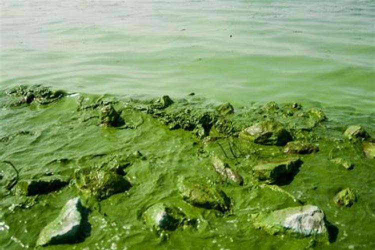 池塘里蓝藻怎么处理 鱼塘长蓝藻是什么原因