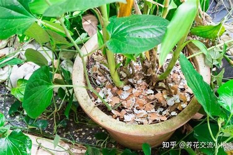 粉碎后的螺蛳壳都可以应用在哪些方面