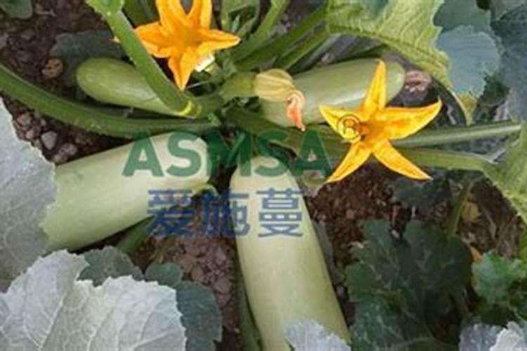 西葫芦开花期如何施肥