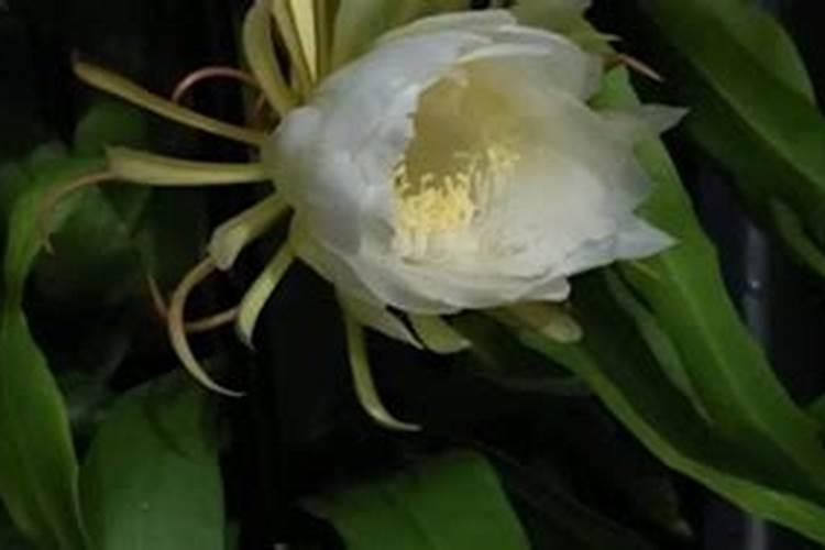 昙花施肥用什么肥料,长花蕾的时候可以施肥吗