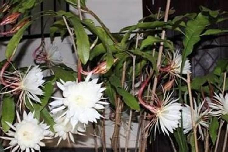 养昙花需要什么肥料,养昙花需要什么肥料和水