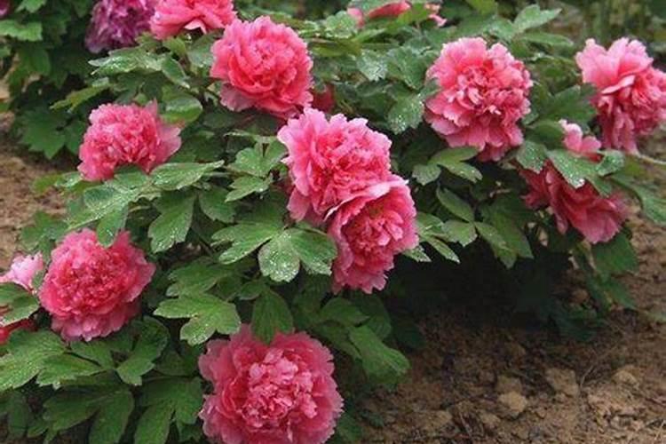 种植菠菜怎么施肥该施什么肥料