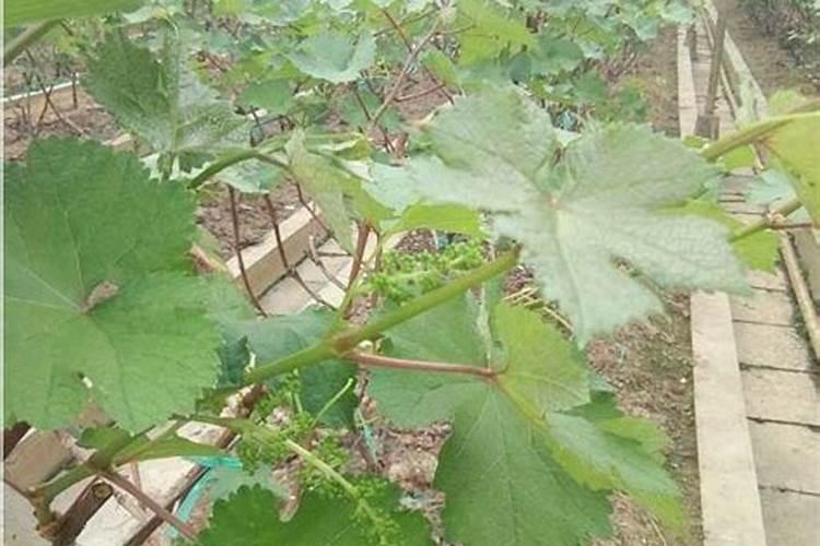 阳光玫瑰采摘前如何增甜呢