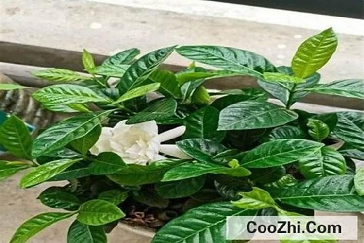 栀子花可以用复合肥吗