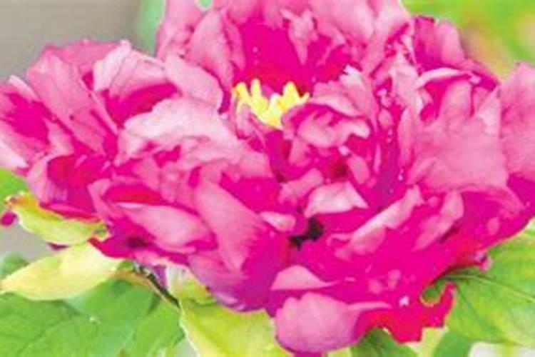 牡丹花什么时候施肥好 牡丹花施肥最佳时间