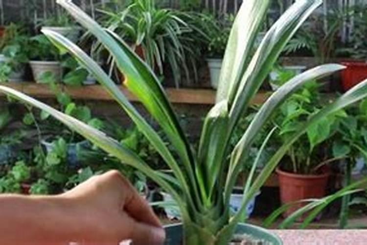 家养君子兰氮磷钾如何采用