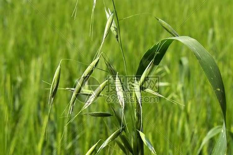 小麦田节节麦、雀麦、野燕麦咋分辨？用啥除草剂？附4点防治技巧