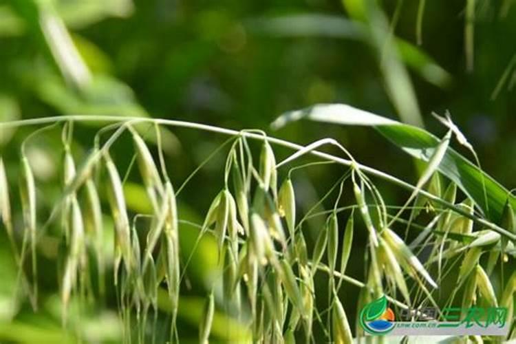 燕麦壳枕头冒出麦尖