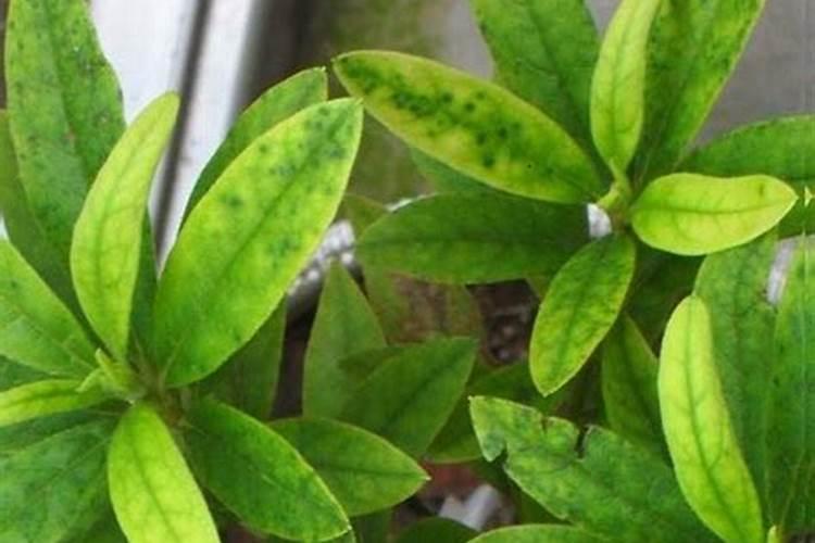 花叶子发黄用什么肥料 ？10种原因对症下药