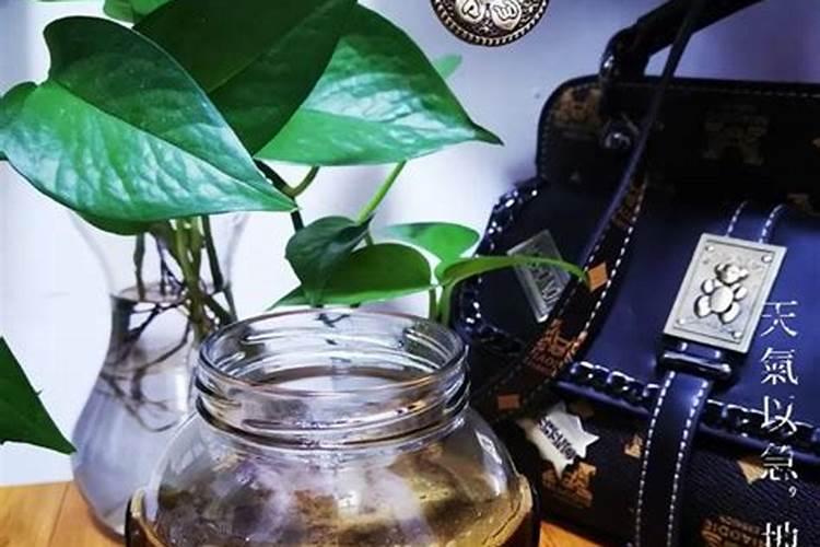 多菌灵可以浇月季花吗