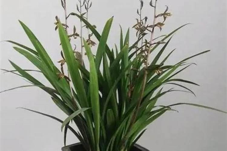 冬天需要给花施叶面肥吗