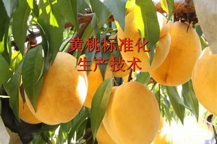 种黄桃施什么肥