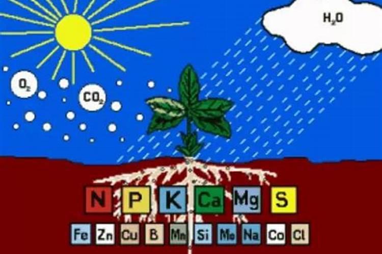 钙镁磷肥对柑橘的作用及功能