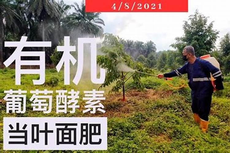 榴莲放什么肥料生长快？