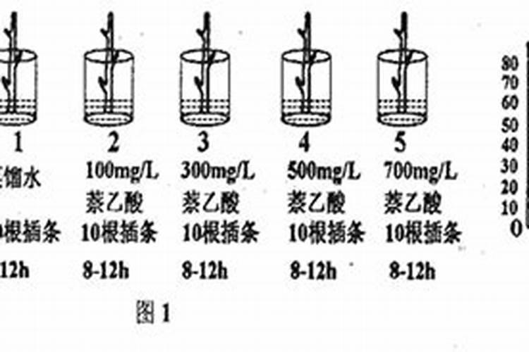 种植芋头可以用萘乙酸浸种吗？