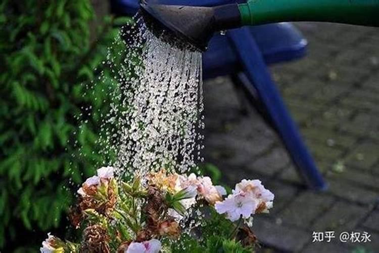 氮肥需要稀释后浇花吗