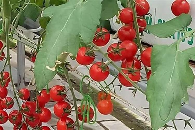 盆栽西红柿施什么肥最好