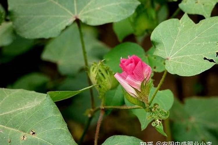 磷肥用于什么农作物 附使用方法