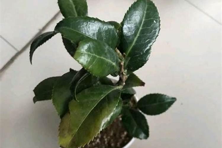 茶花打花苞时怎样施肥