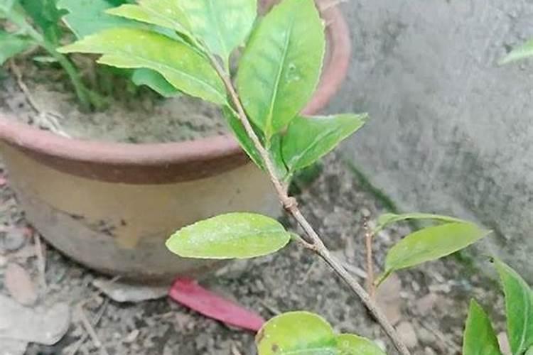 茶花开花后一定要剪枝吗