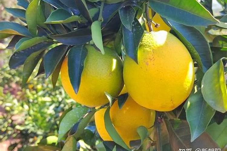 芸苔内脂素可用果树着色吗