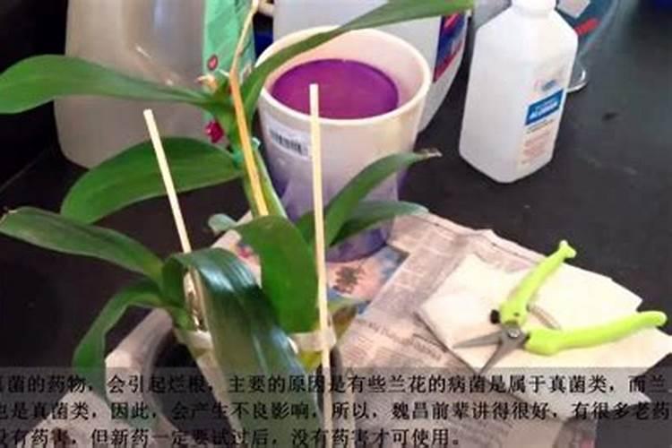 谢照兰根部坏了怎么办