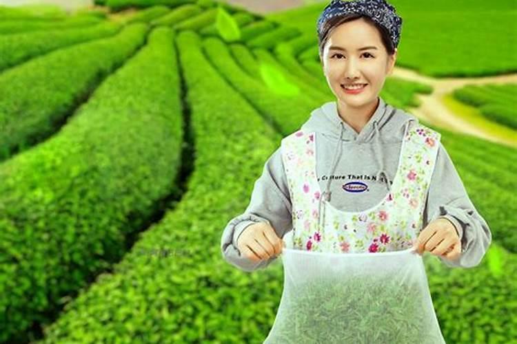 茶树催芽壮芽用什么药最快 茶树是乔木还是灌木