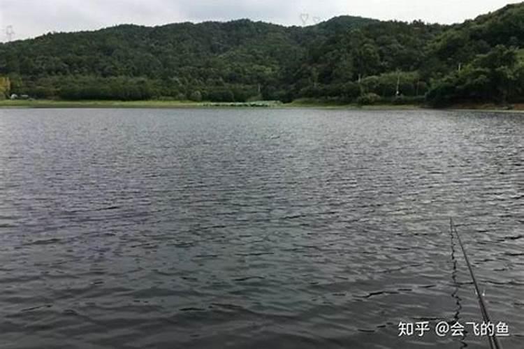 桉树用什么肥料好？