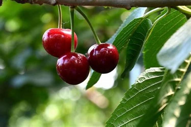 新栽樱桃树施肥时间