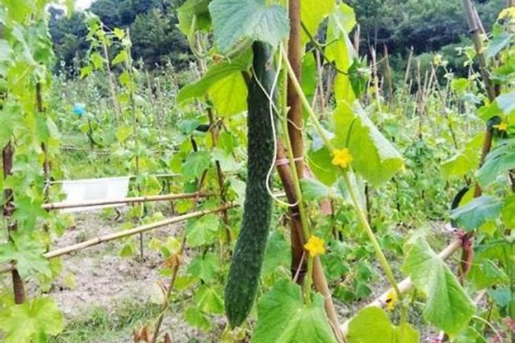 玉米专用复合肥可以种菜吗？