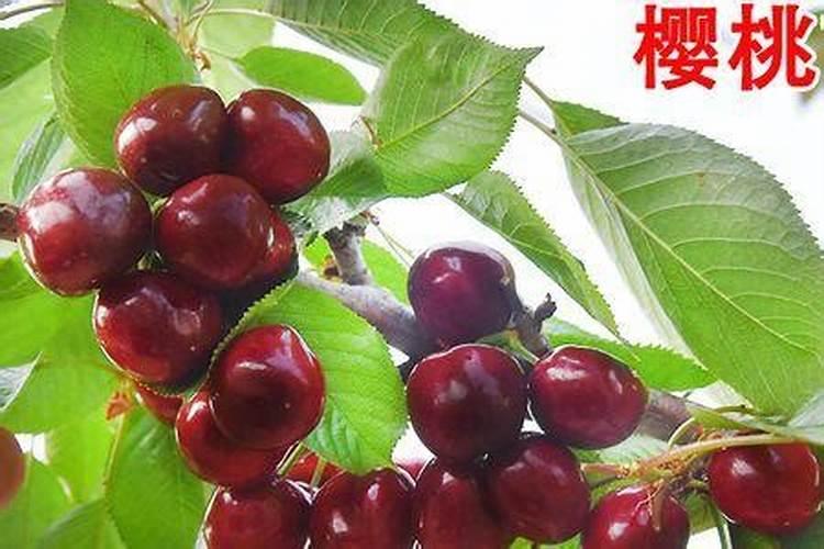 樱桃树的种植应该注意什么？