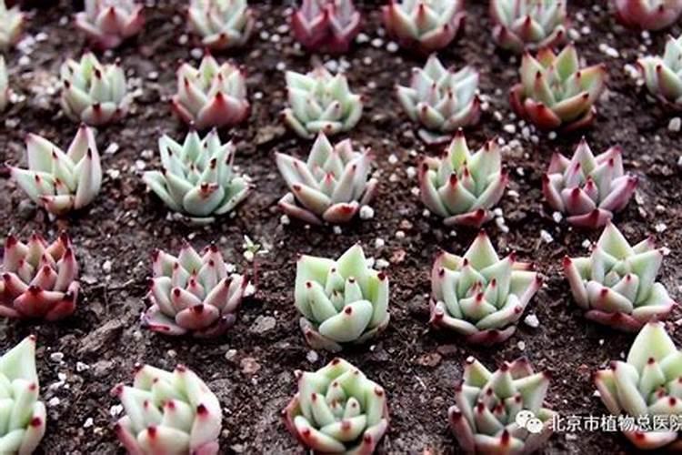 盆栽多肉植物施什么肥 该如何施肥