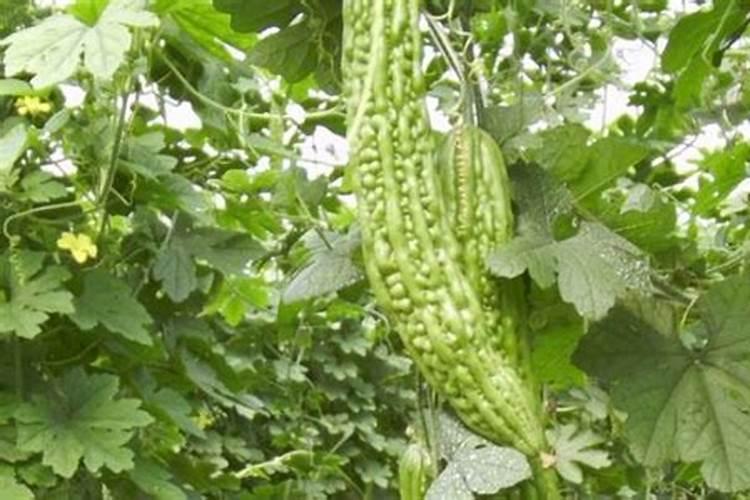 金银花用什么叶面肥好