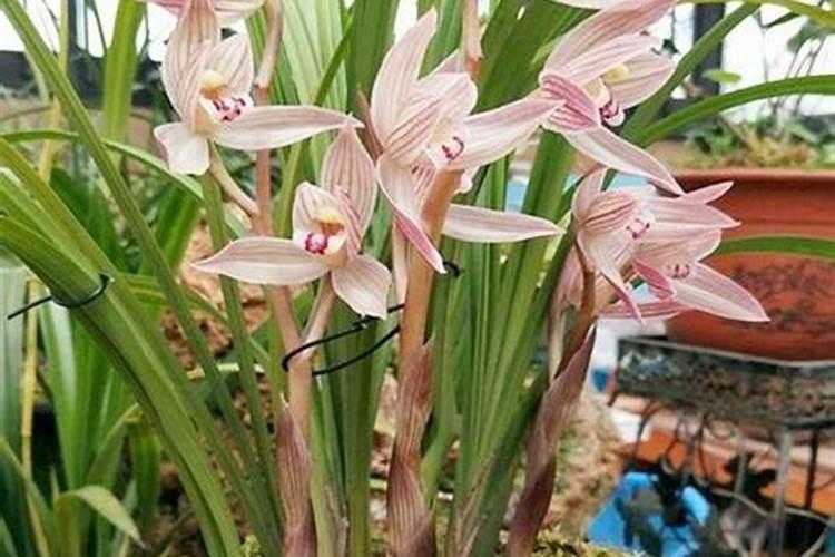 兰花发芽施什么肥