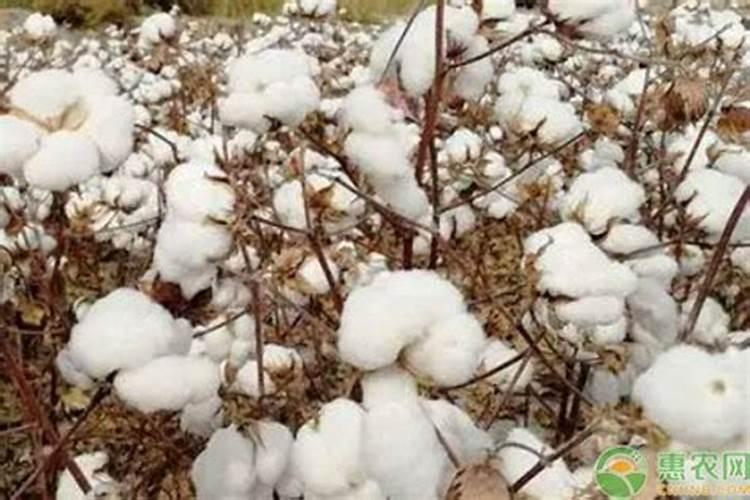 锌肥棉花七月底能滴灌吗？