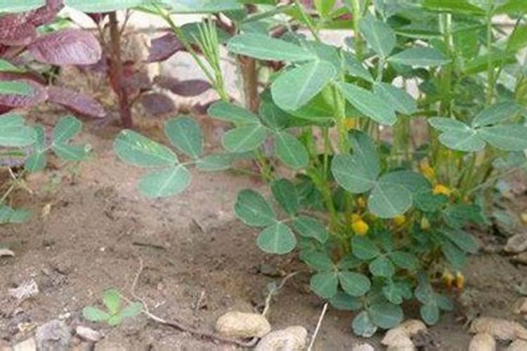 玉米的种植密度是多少最好？种植密度太密该怎么办？