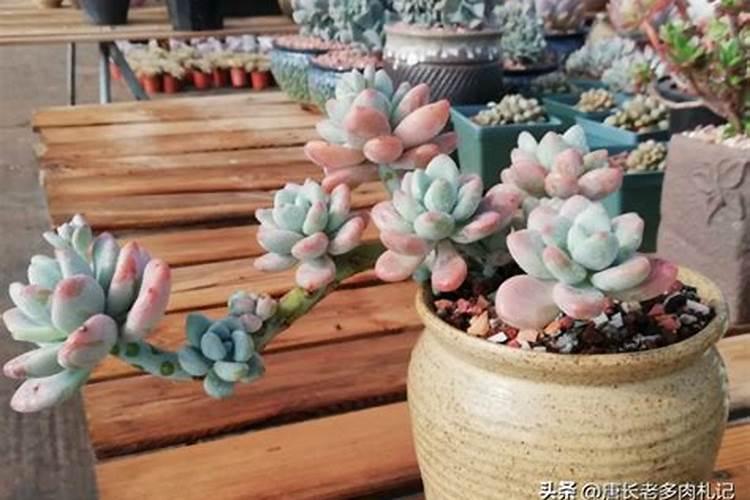 洛神多肉怎么养殖出状态