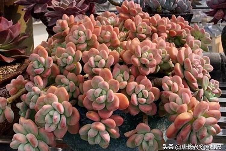 洛神多肉的养殖方法和注意事项