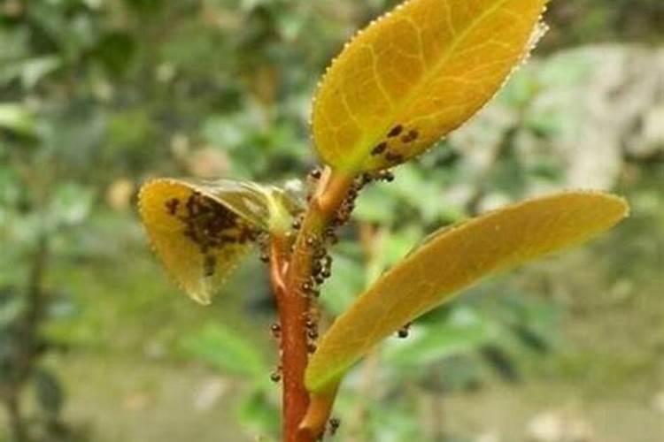 花草叶面肥多久喷一次 “植物叶面肥喷洒频率”