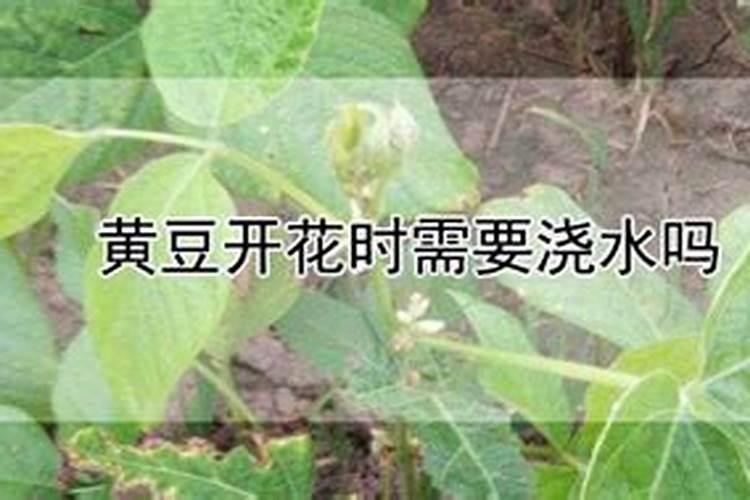 黄豆最忌3种肥料