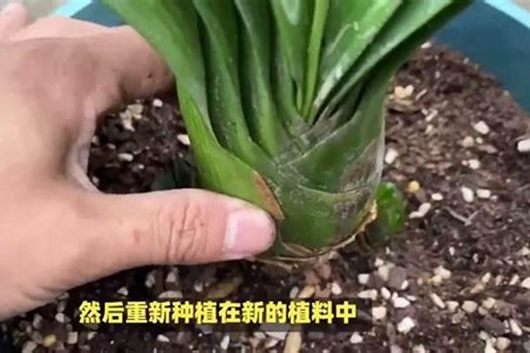 君子兰用什么肥料最好