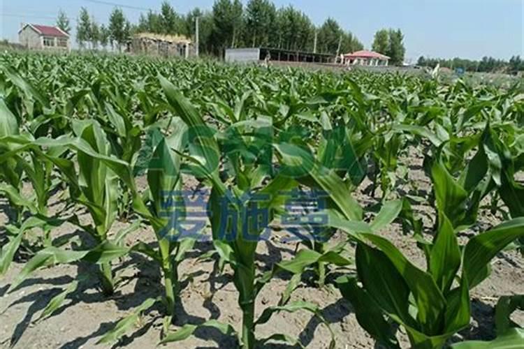 钾肥的最佳使用时间