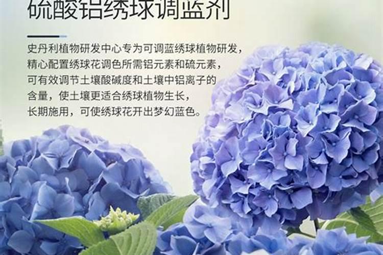绣球花每天几点开花？