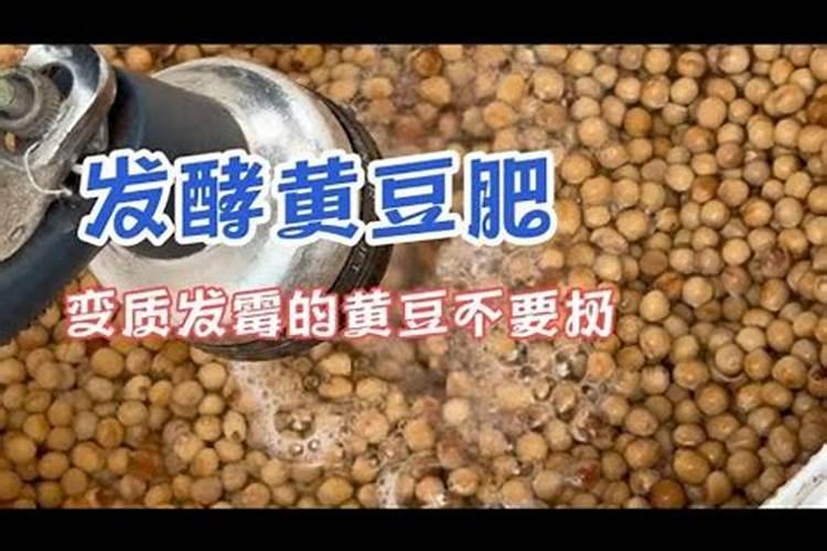 生黄豆变质了怎样做肥料