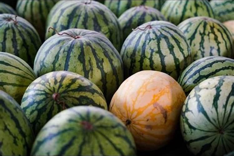西瓜施多少底肥最好